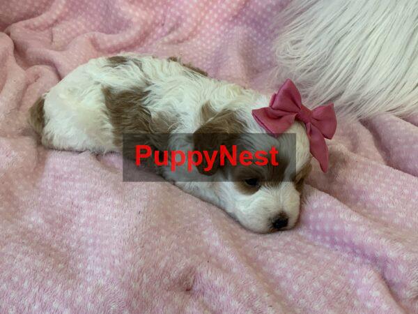 Puppy Image