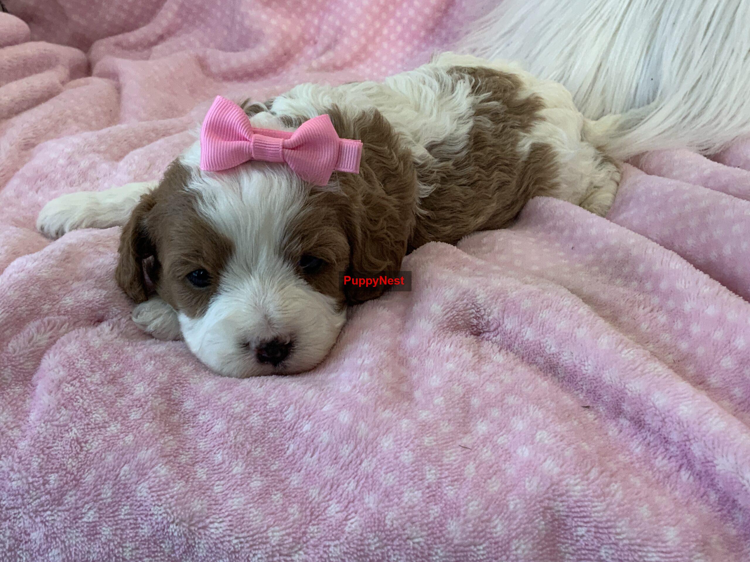 Puppy Image