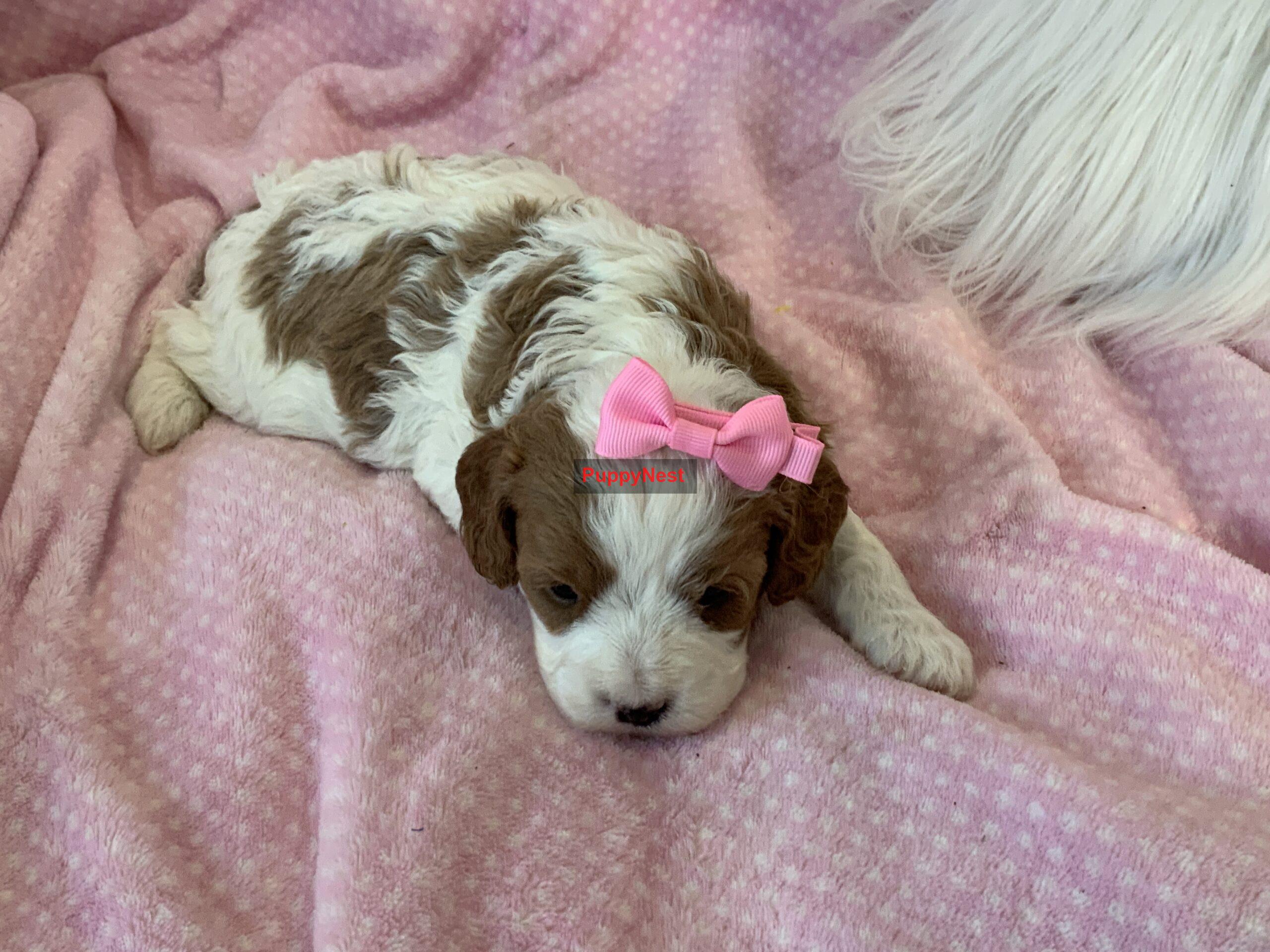 Puppy Image