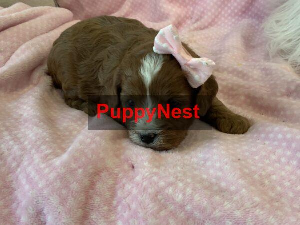 Puppy for Sale