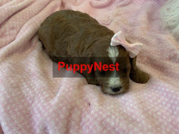 Puppy Image