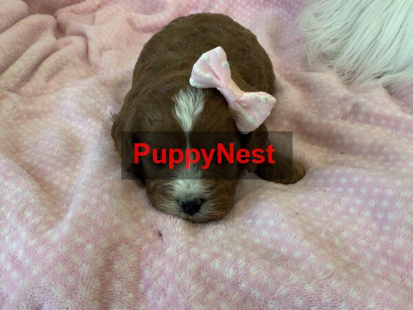 Puppy Image