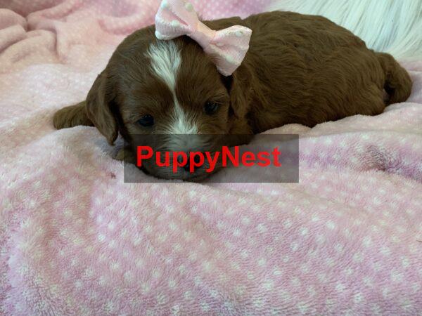 Puppy Image