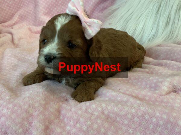 Puppy Image