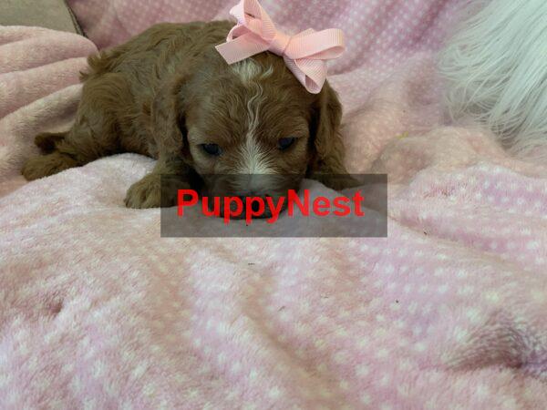 Puppy for Sale