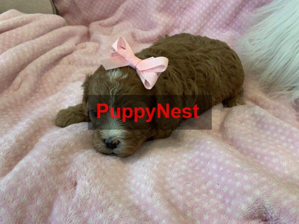 Puppy Image