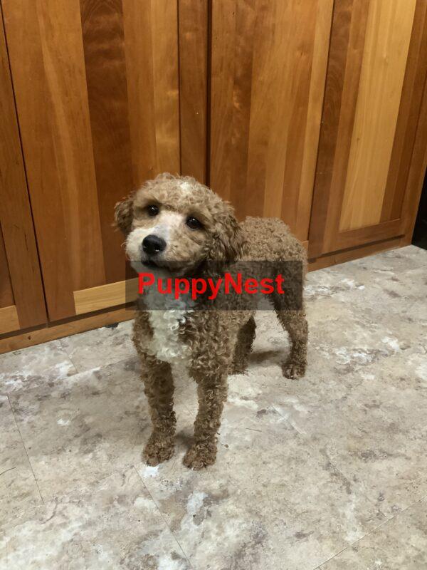 Puppy Image