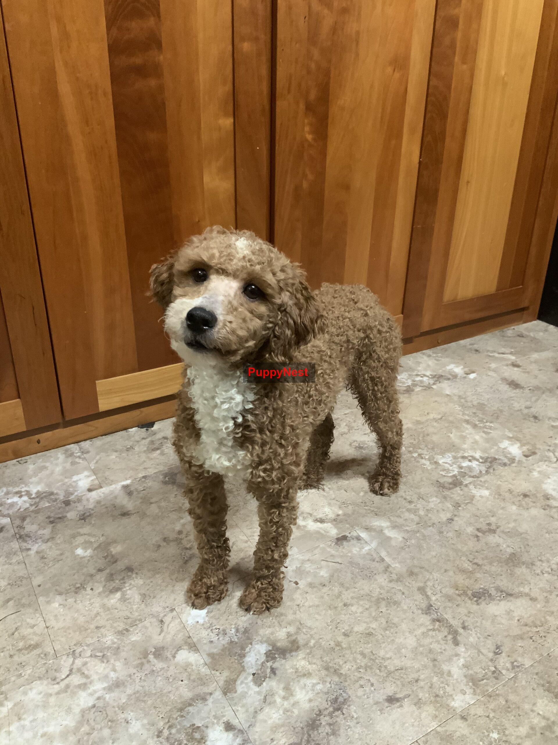 Puppy Image