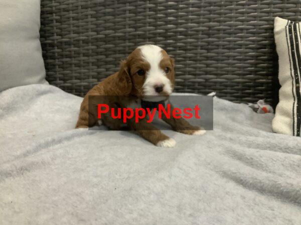 Puppy Image