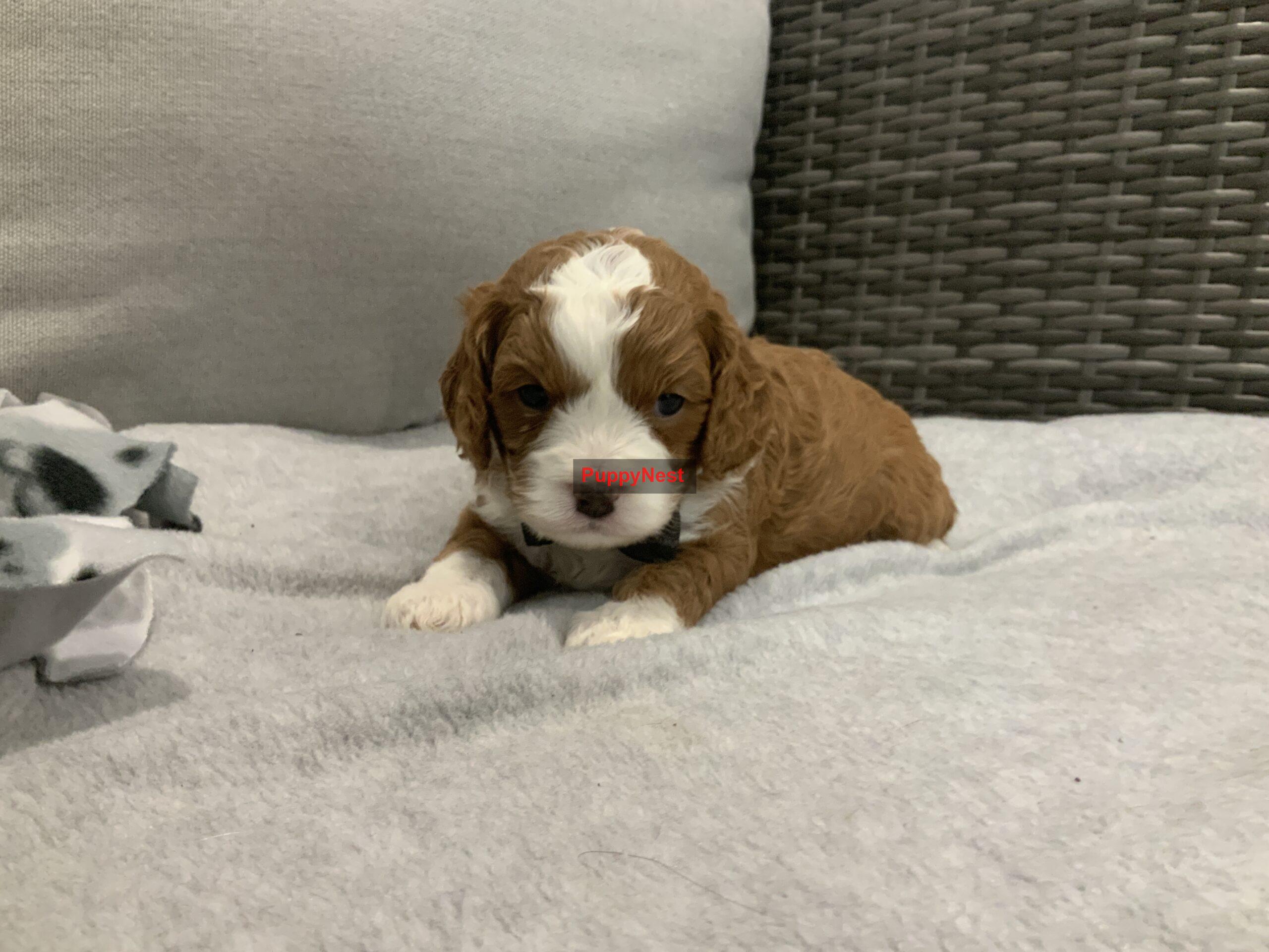 Puppy Image