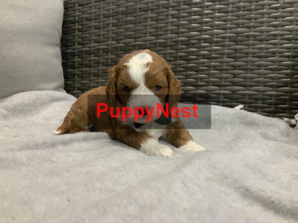 Puppy Image