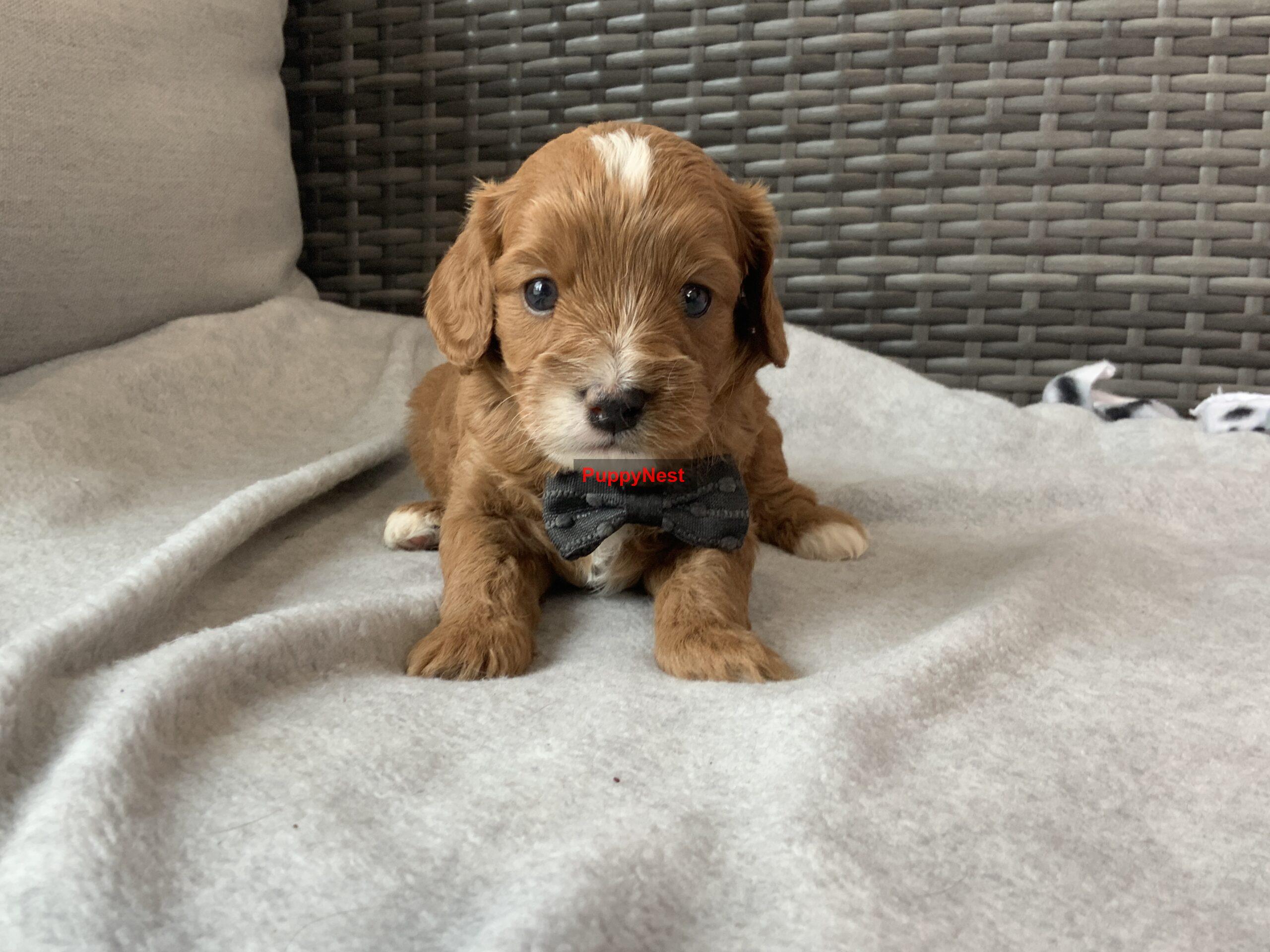 Puppy for Sale