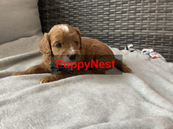 Puppy Image
