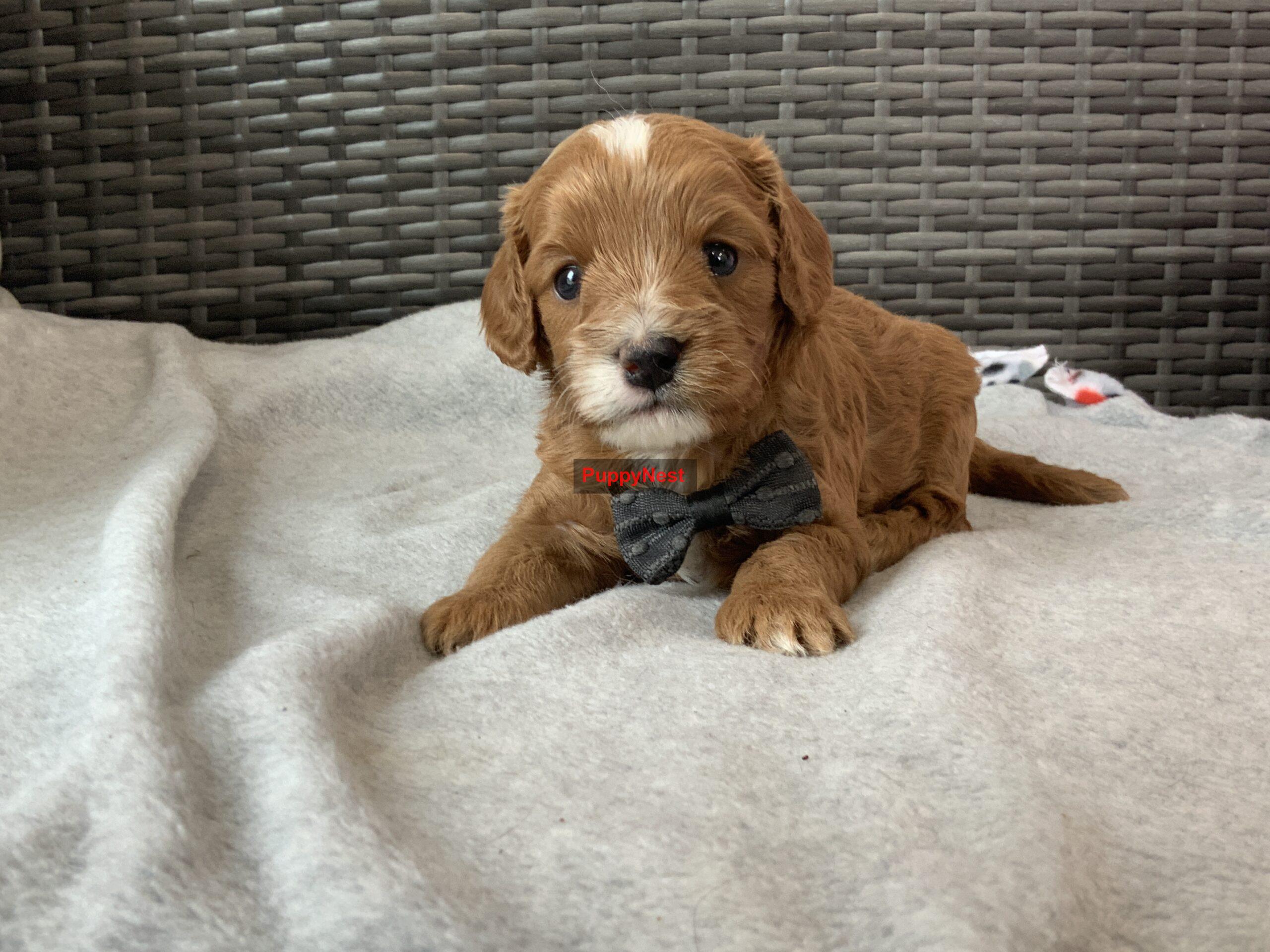Puppy Image