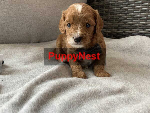 Puppy Image