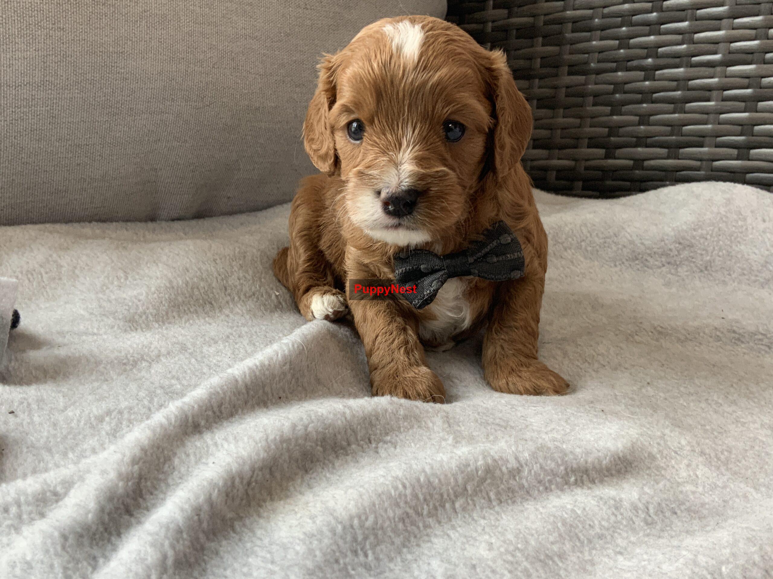 Puppy Image