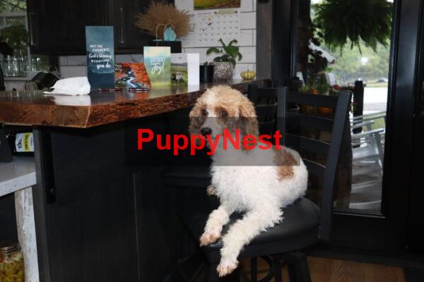 Puppy Image