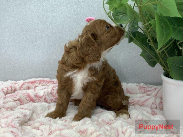 Puppy Image