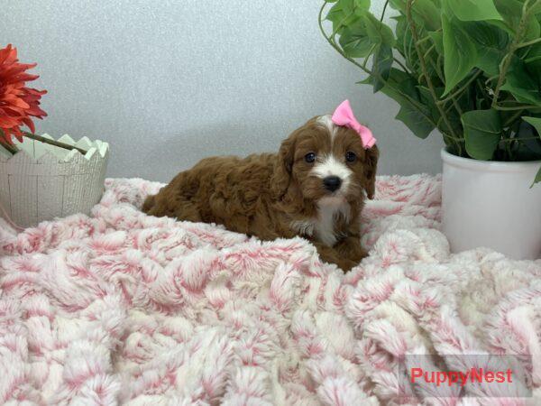 Puppy Image