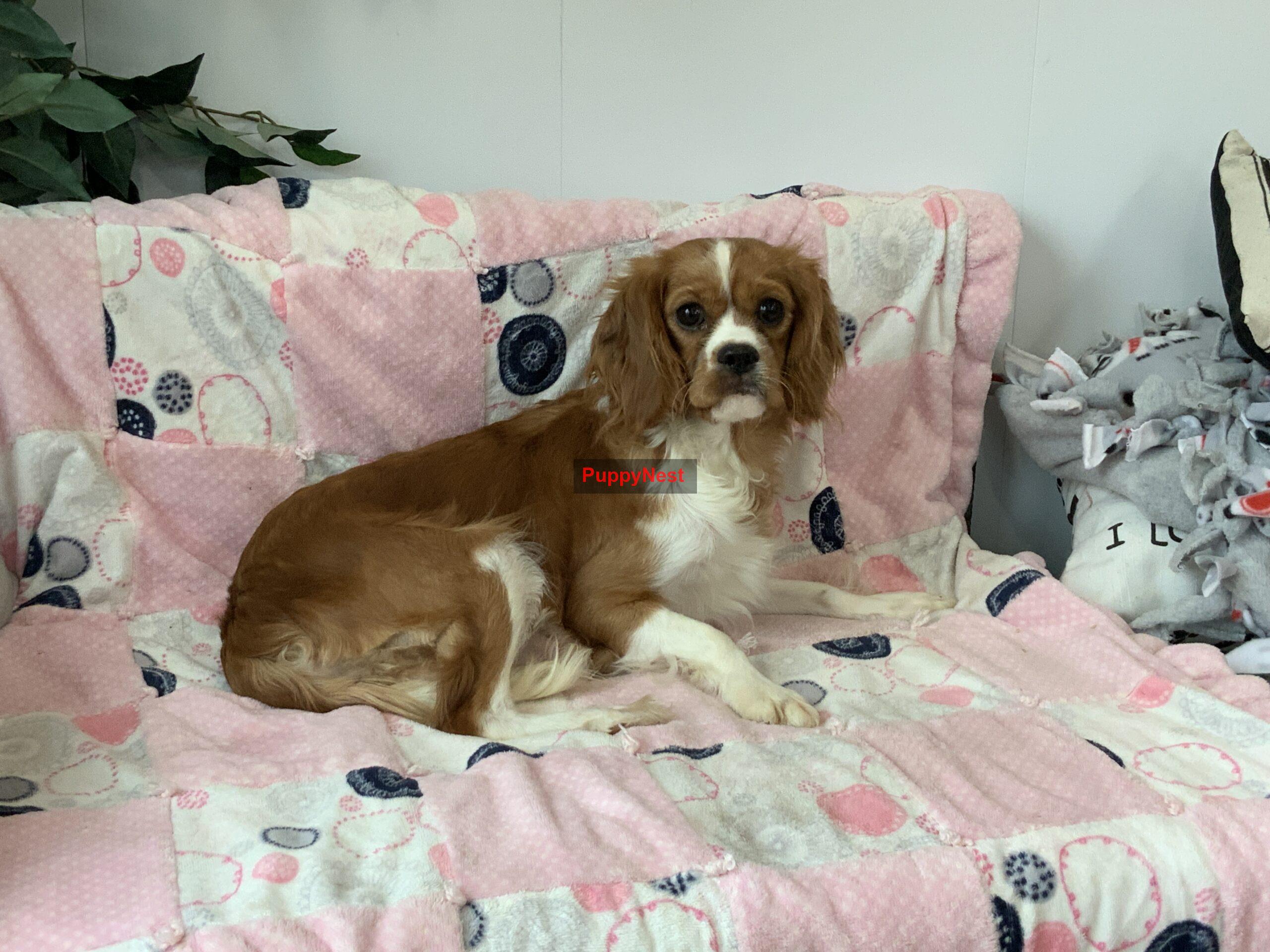 Puppy Image