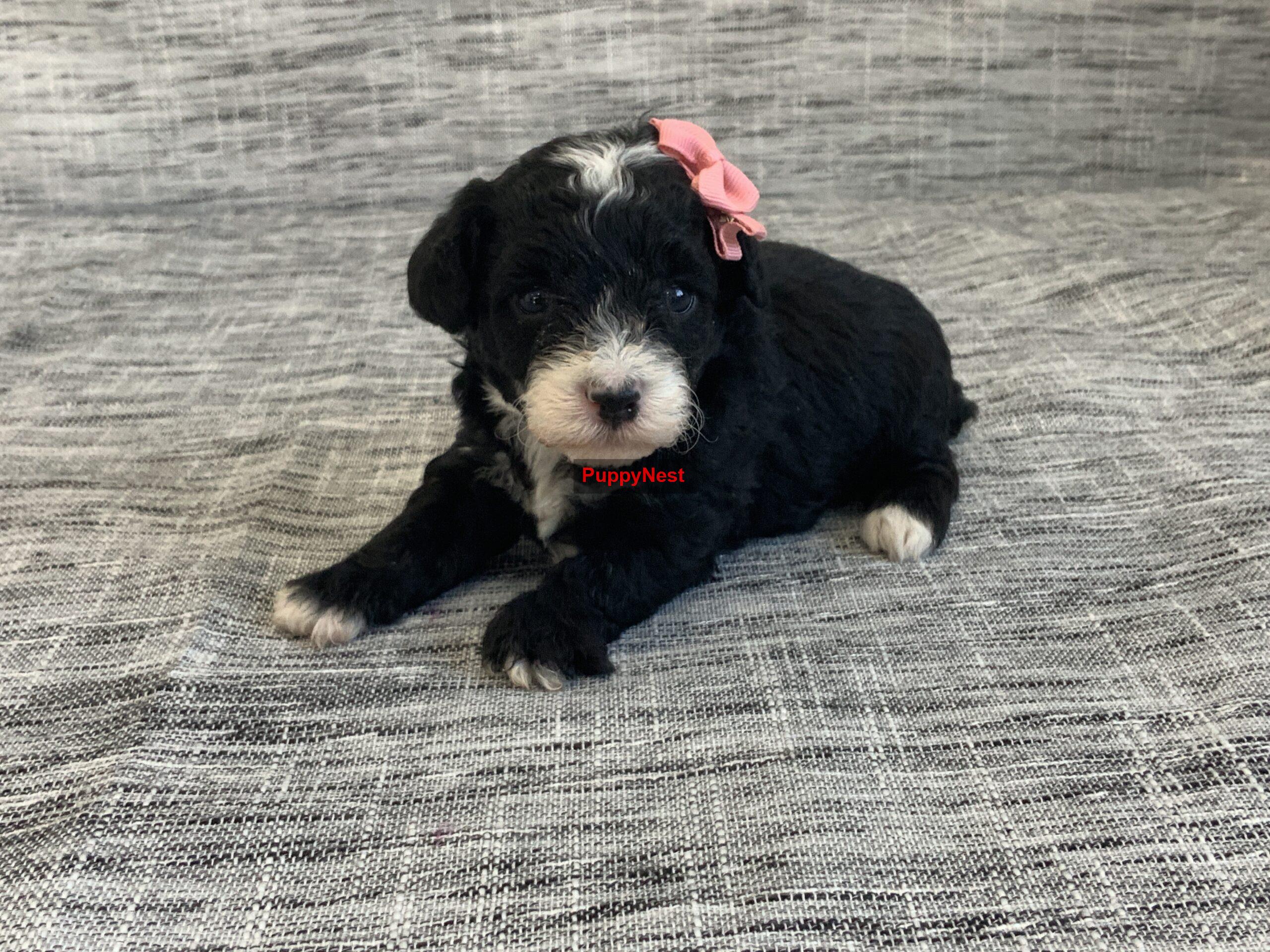 Puppy for Sale