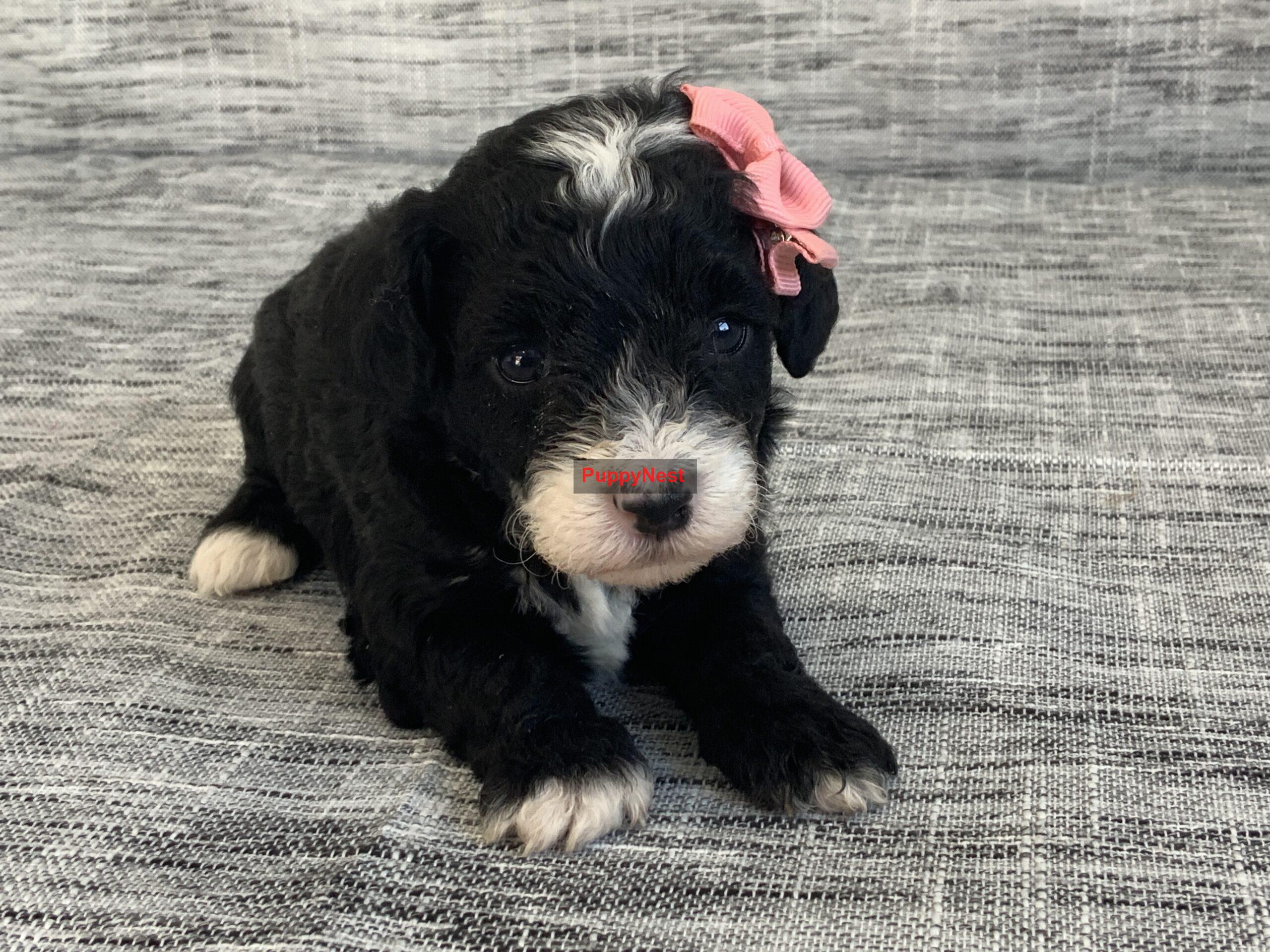 Puppy Image