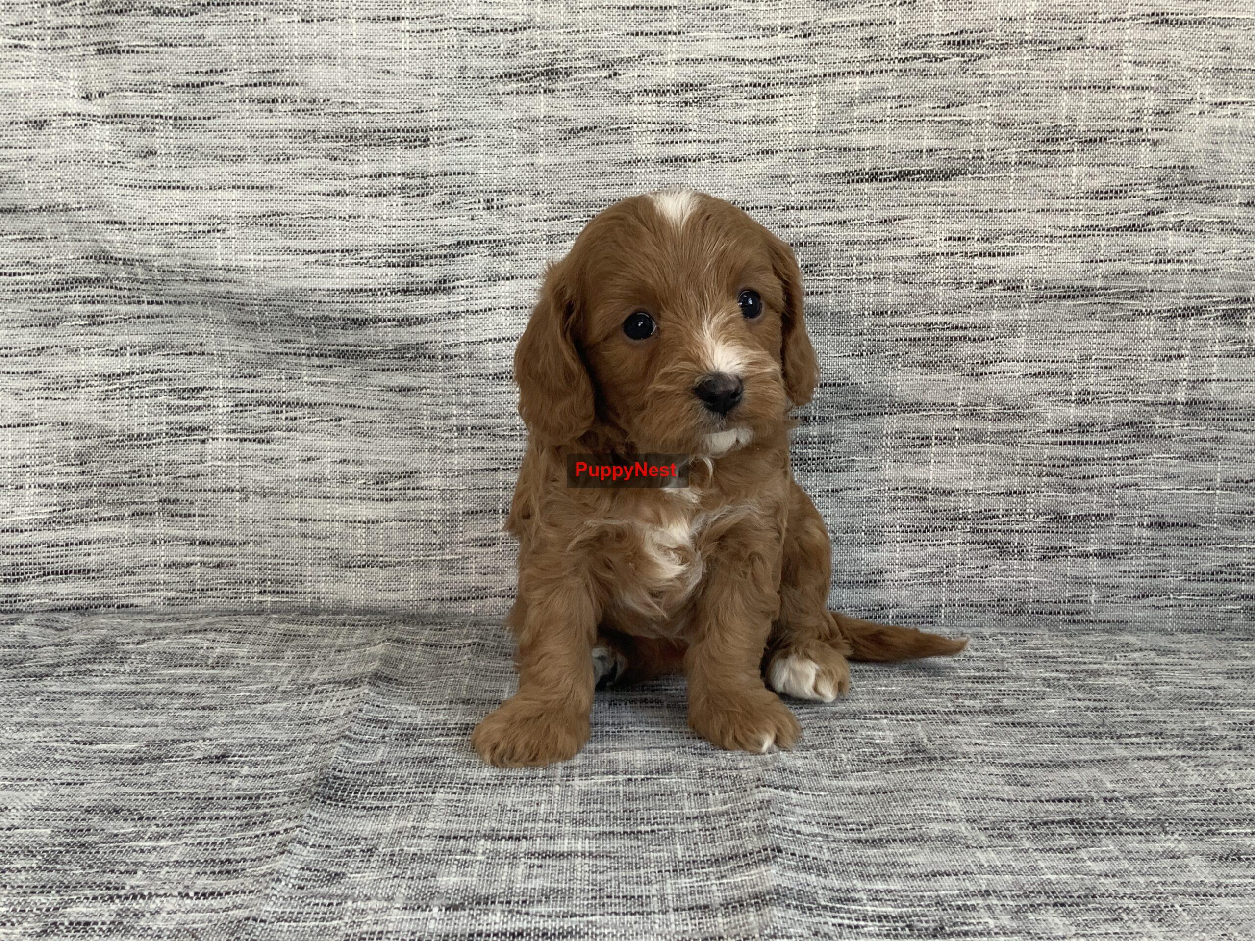 Puppy Image