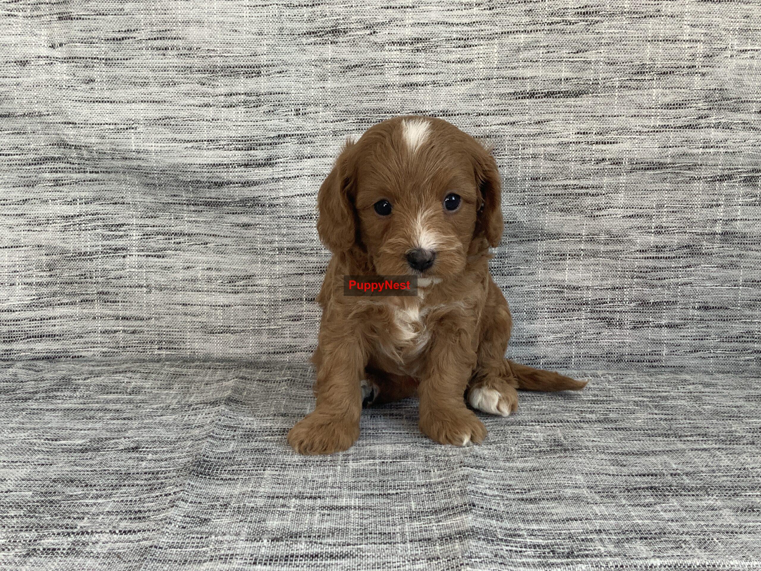 Puppy Image