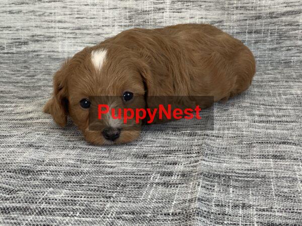 Puppy Image