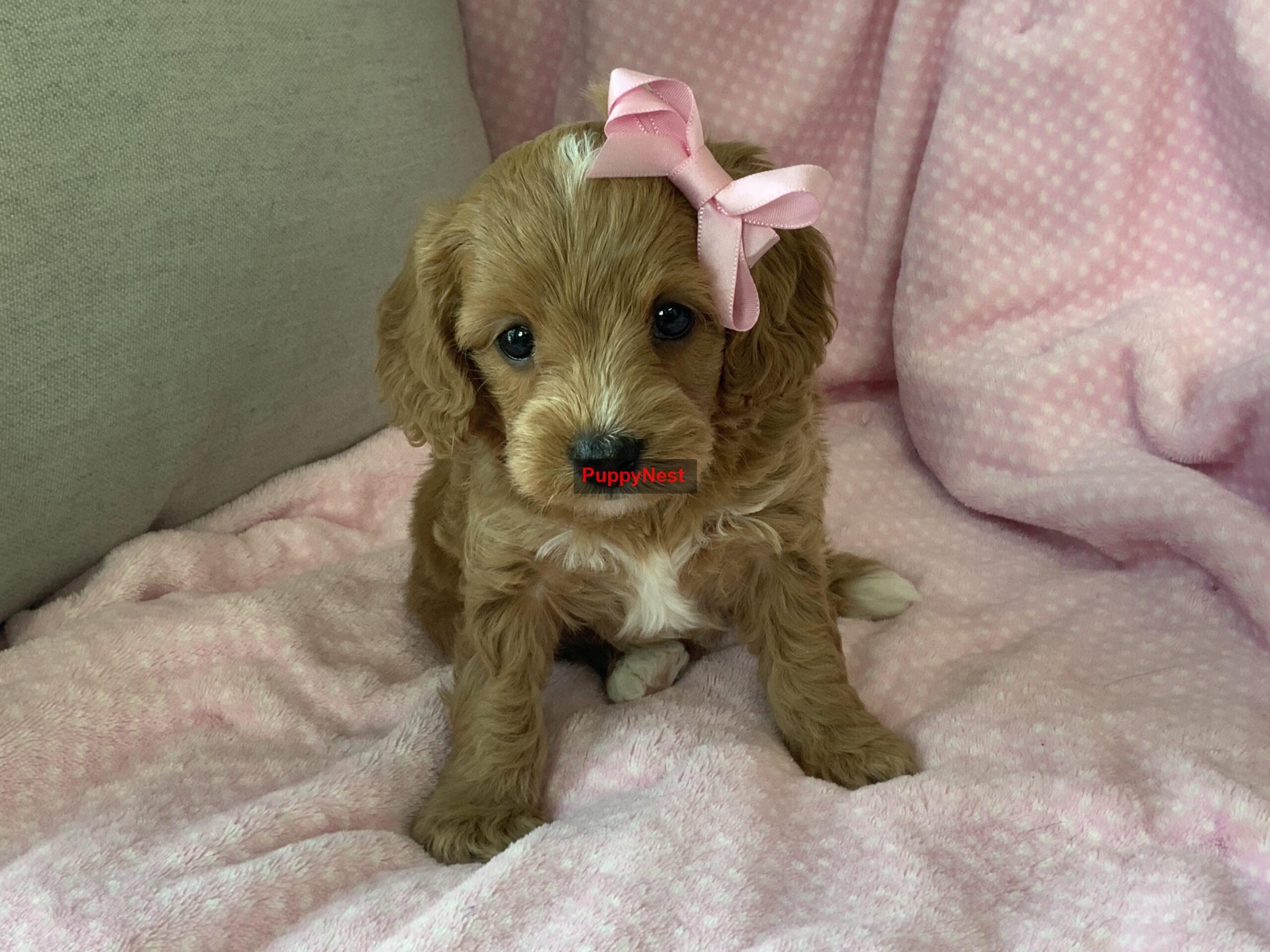 Puppy for Sale