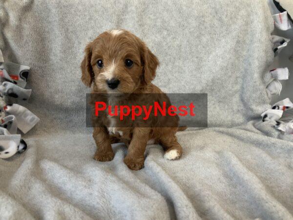 Puppy Image