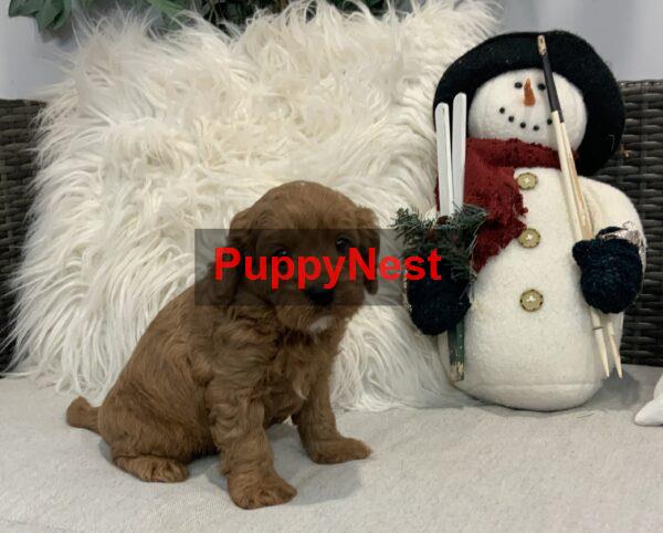 Puppy Image