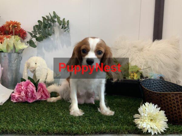 Puppy Image