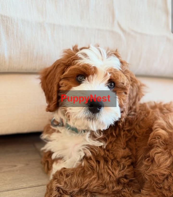 Puppy for Sale