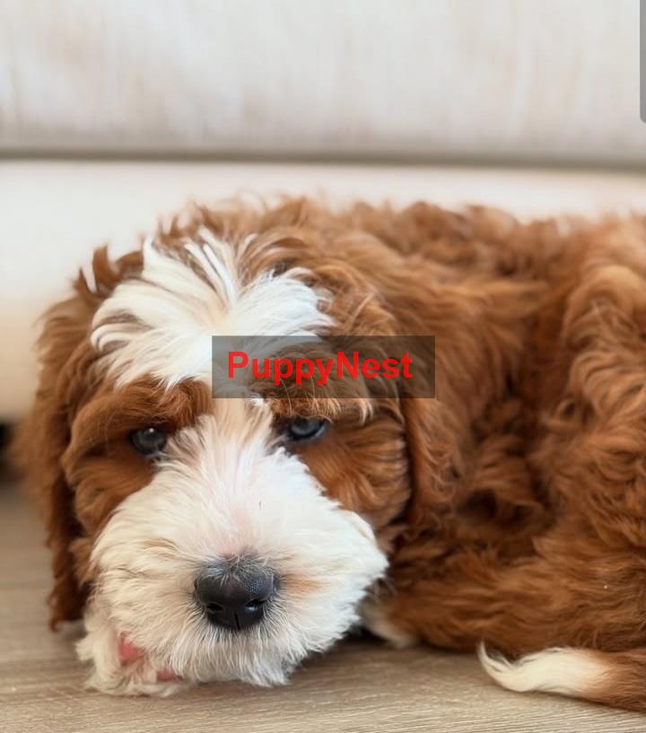 Puppy Image