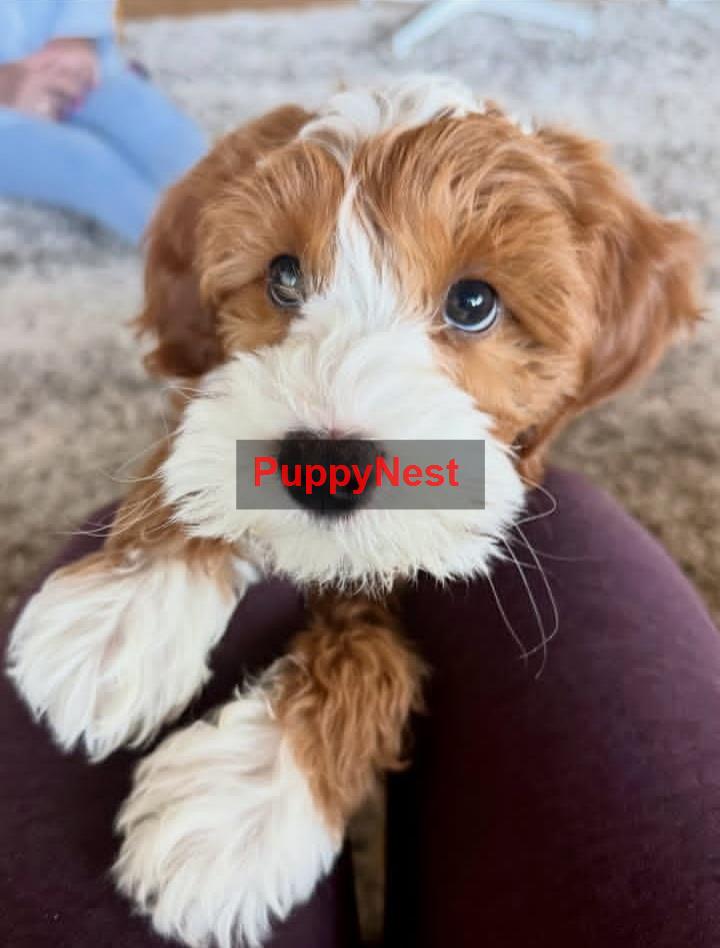 Puppy Image