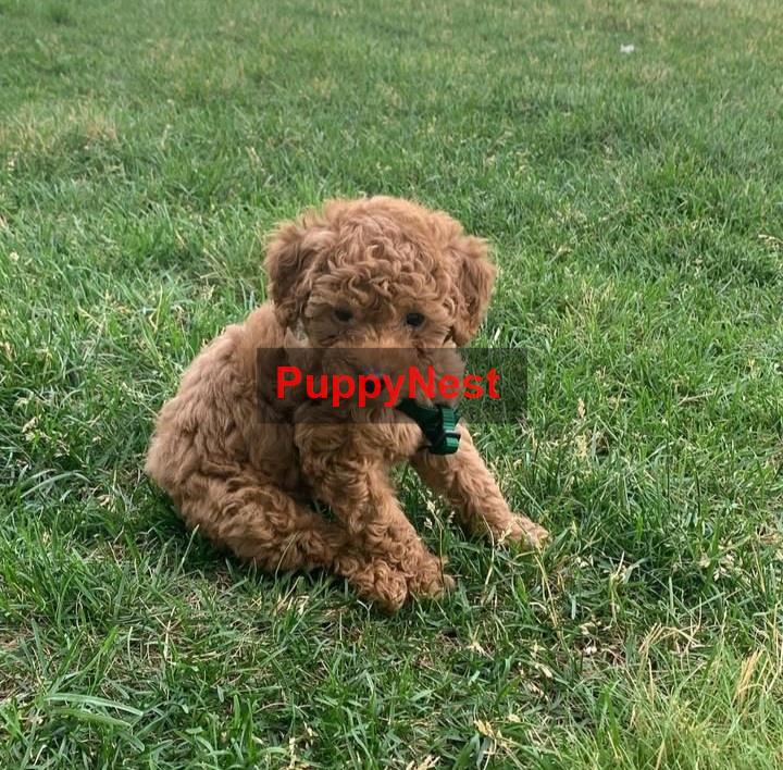 Puppy for Sale