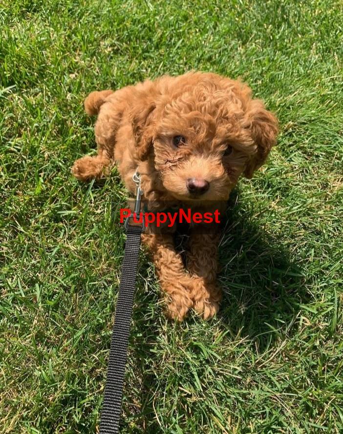 Puppy Image