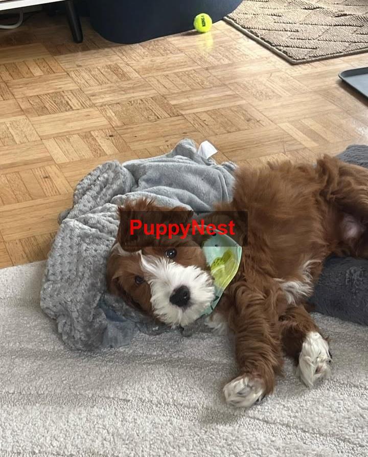 Puppy Image