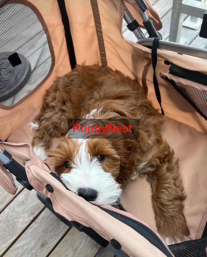 Puppy Image