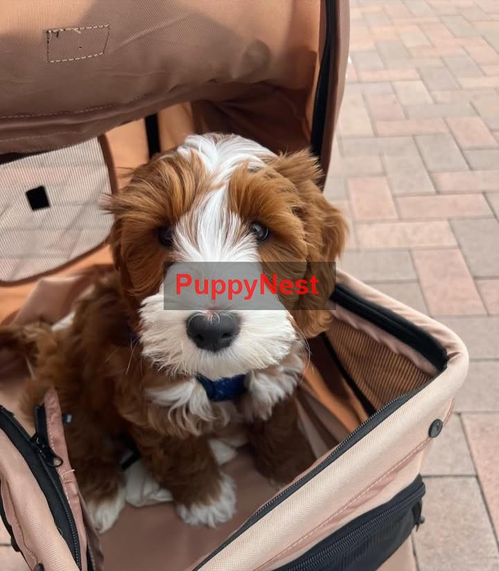 Puppy Image