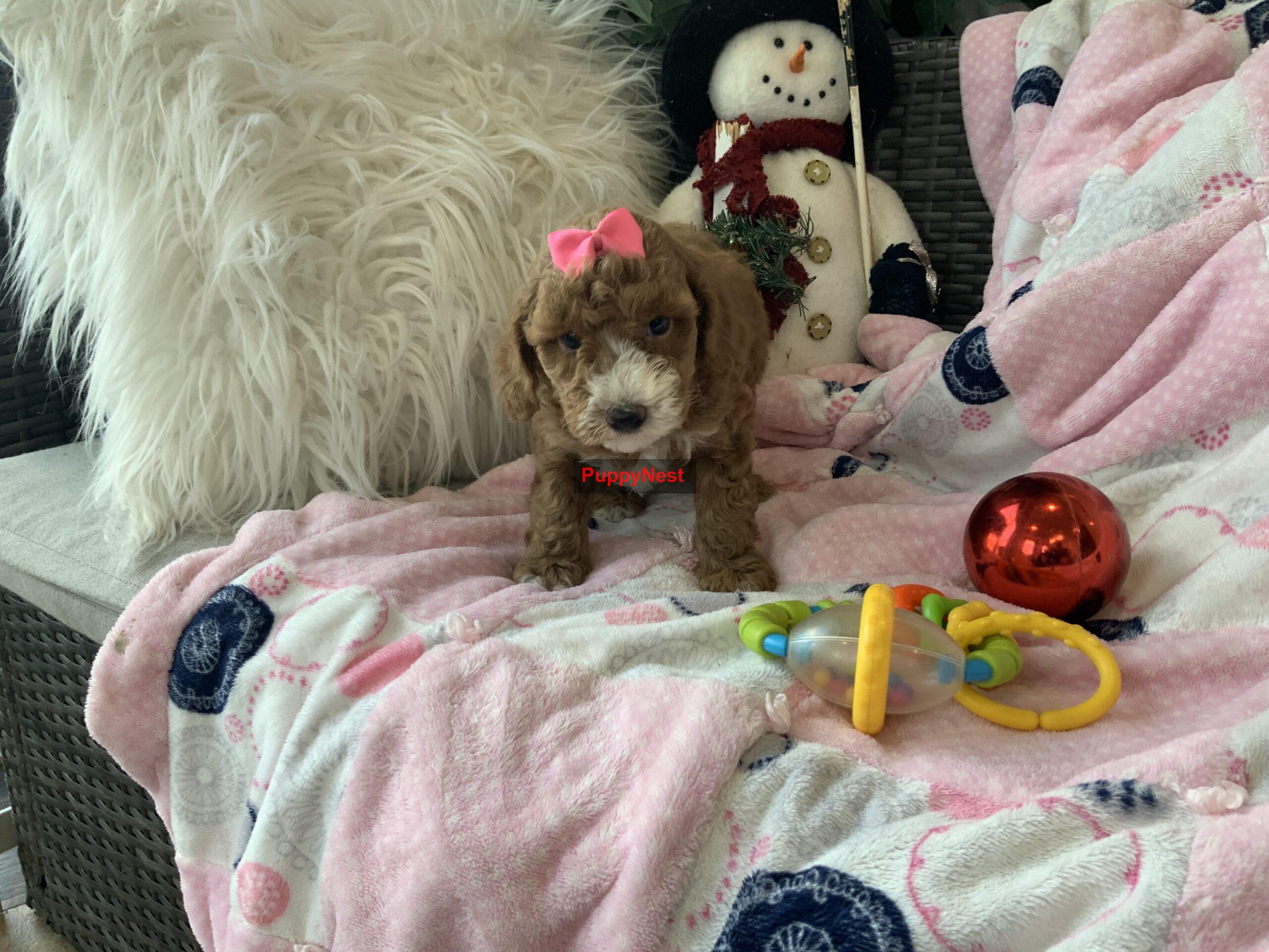 Puppy Image