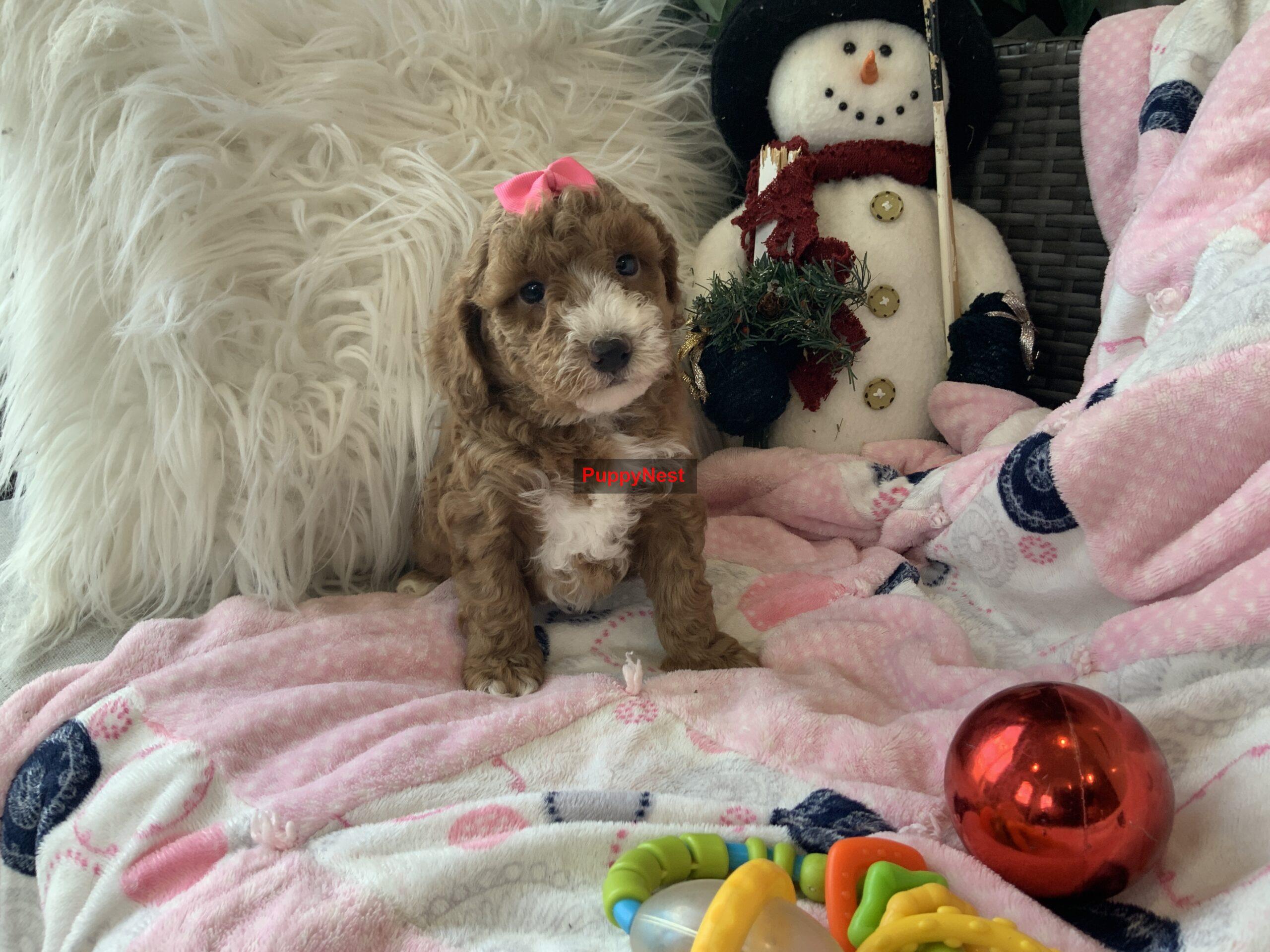Puppy Image