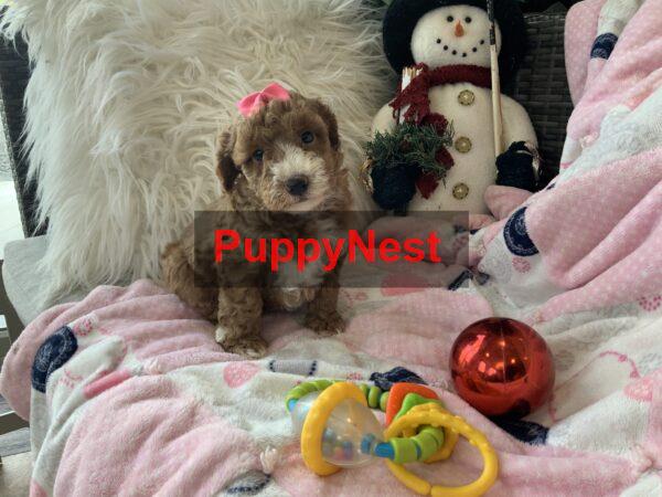 Puppy Image