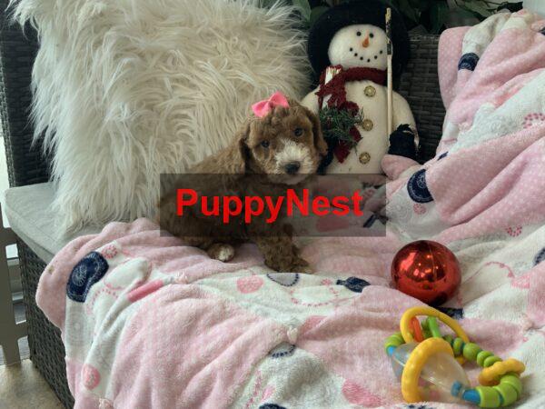 Puppy Image