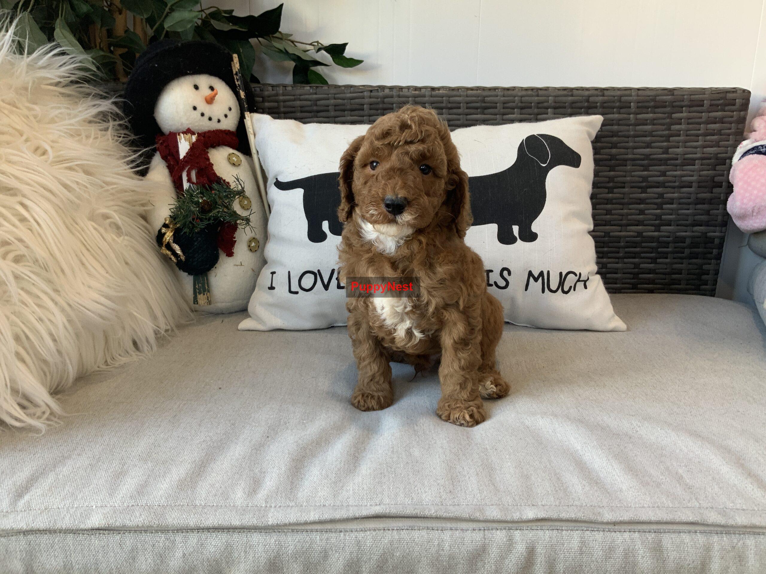 Puppy Image