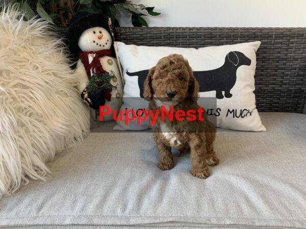 Puppy Image