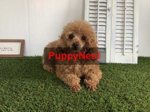 Puppy Image