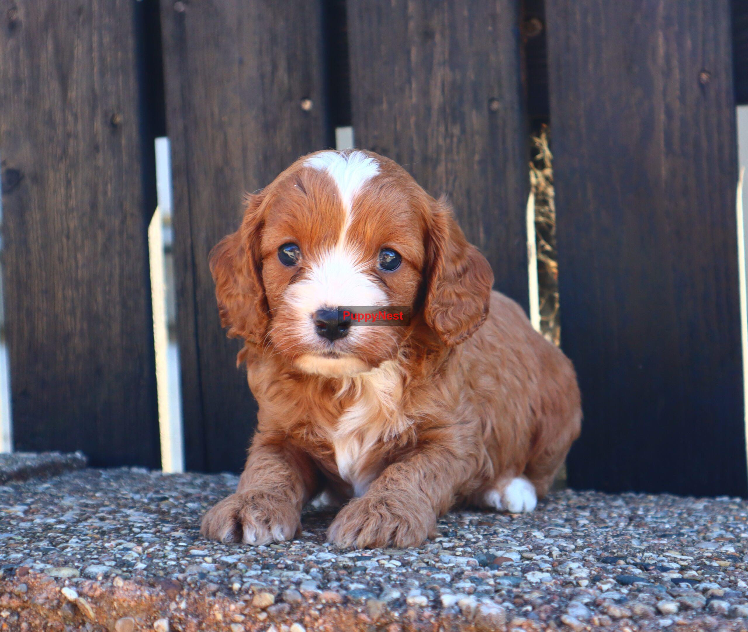 Puppy Image