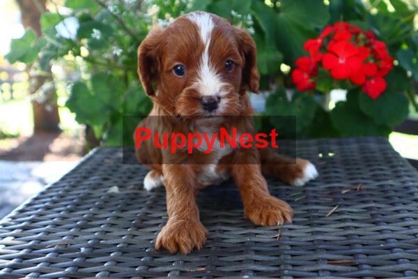 Puppy for Sale